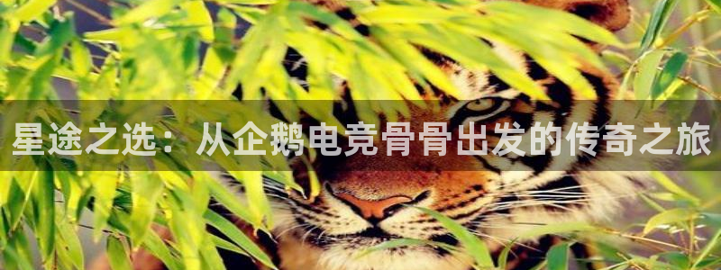 ky开元电竞：星途之选：从企鹅电竞骨骨出发的传奇之旅